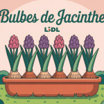 bulbes jacinthe lidl prêts à fleurir en terrine