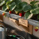Plantation fraisier en hauteur : rangée de fraisiers en zinc, récolte sans se baisser