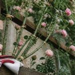 Quand et comment tailler les rosiers grimpants : 3 yeux, palissage à plat, sécateur désinfecté