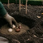Quand planter bulbes : main place des tulipes et narcisses, terre et sable au jardin