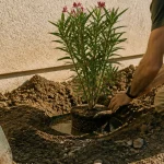 Quand planter un laurier rose en pleine terre : jeune laurier prêt à être planté