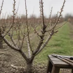 Quand tailler un pecher : coupe d’un pêcher en gobelet au printemps