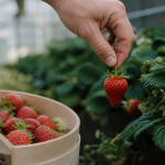 Comment cueillir les fraises : main cueille une fraise mûre au pédoncule intact