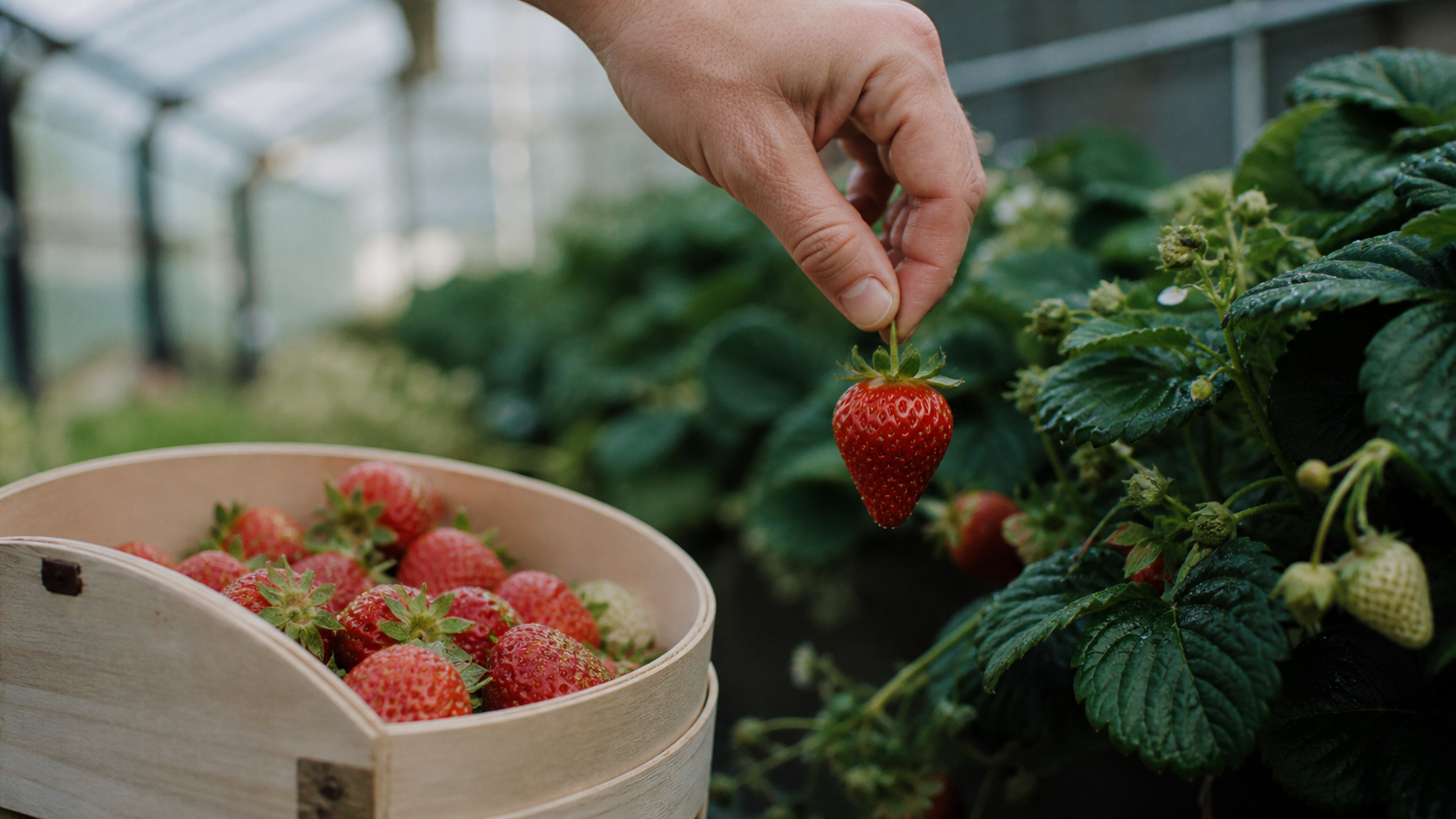 Comment cueillir les fraises : main cueille une fraise mûre au pédoncule intact