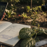 Comment reconnaitre une plante : feuilles et photo