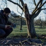 Quand tailler arbre : taille en repos végétatif, verger d’hiver