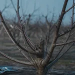Taille des pêchers quand : pêcher en bourgeons avec sécateur au verger
